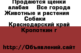 Продаются щенки алабая  - Все города Животные и растения » Собаки   . Краснодарский край,Кропоткин г.